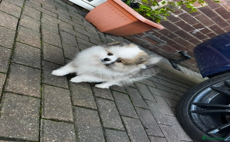 Pomeranian dogs - Advert 15