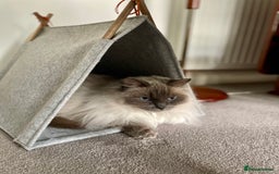 Ragdoll cats for sale: Rehoming our beautiful girl  - Image 6