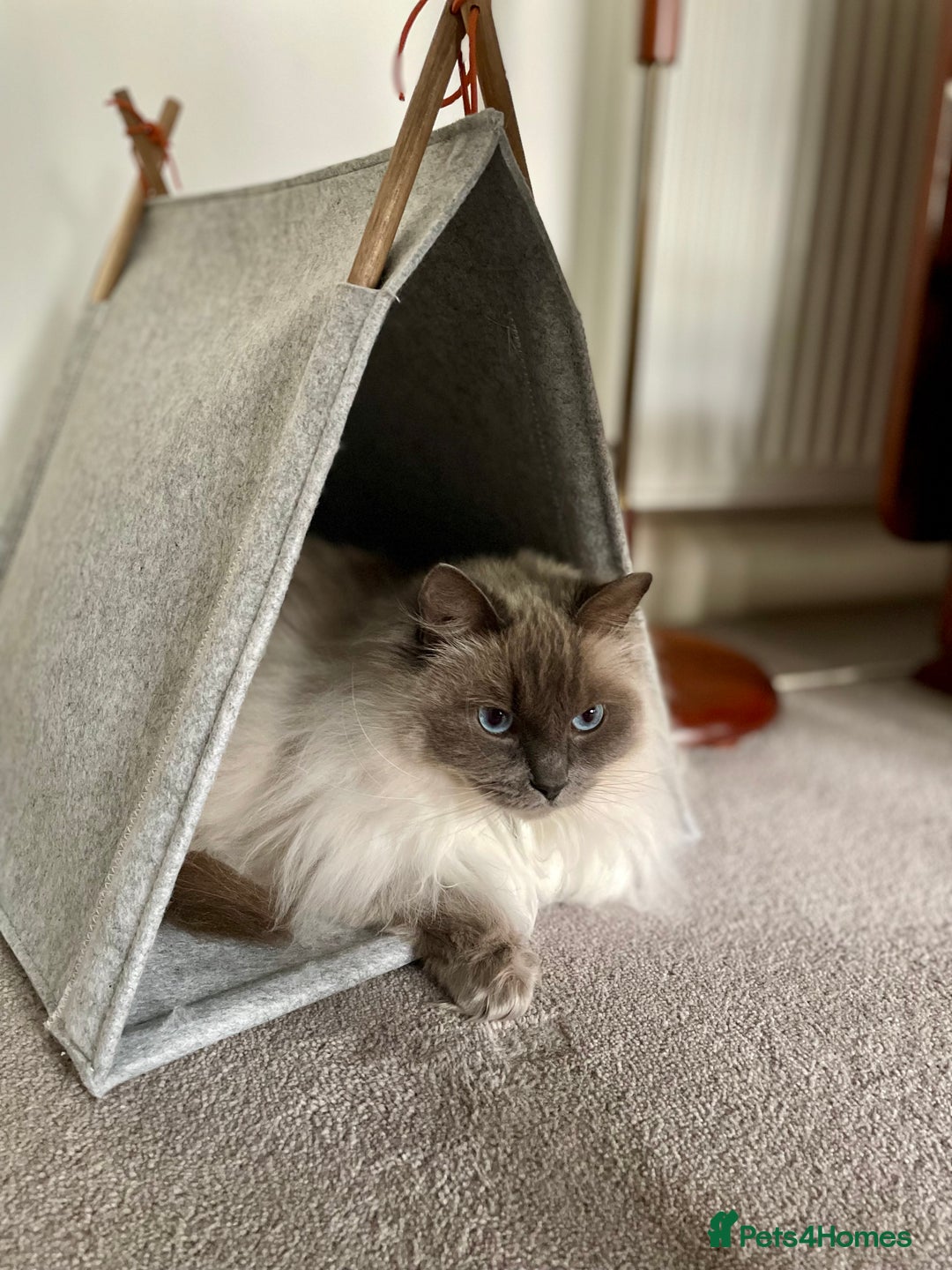 Ragdoll cats for sale: Rehoming our beautiful girl  - Image 6