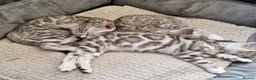 Bengal cats for sale: Silver tica registered bengals - Advert 7