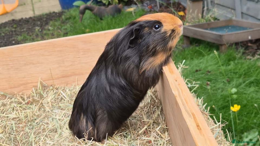 Guinea Pig rodents for sale: Young Guinea Pigs – 3 Litters Ready & Reserve - Image 3