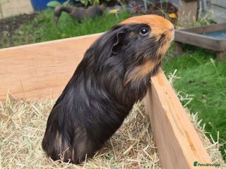 Guinea Pig rodents - Advert 13