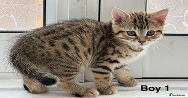Bengal cats - Advert 1