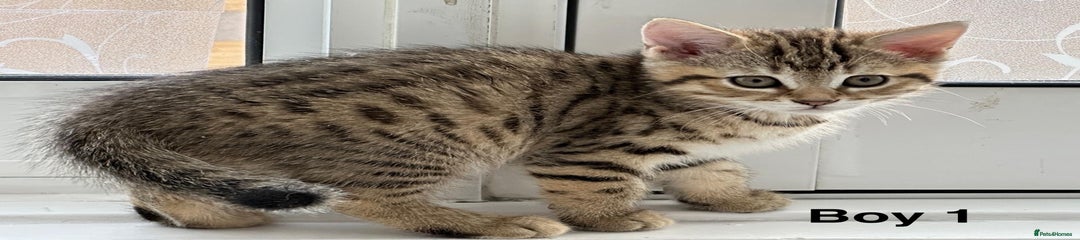 Bengal boy 1 