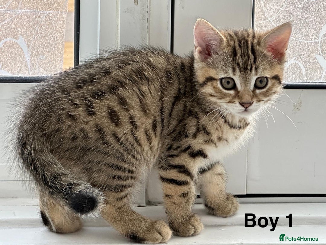 Bengal cats for sale: Gorgeous bengal kittens. READY NOW!!!! - Image 2