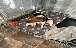 Jack Russell dogs for sale: Stunning little boys and girls - Image 35