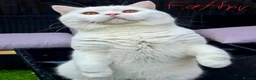 British Longhair cats for sale:  British Shorthair & British Longhair GCCF - Advert 14