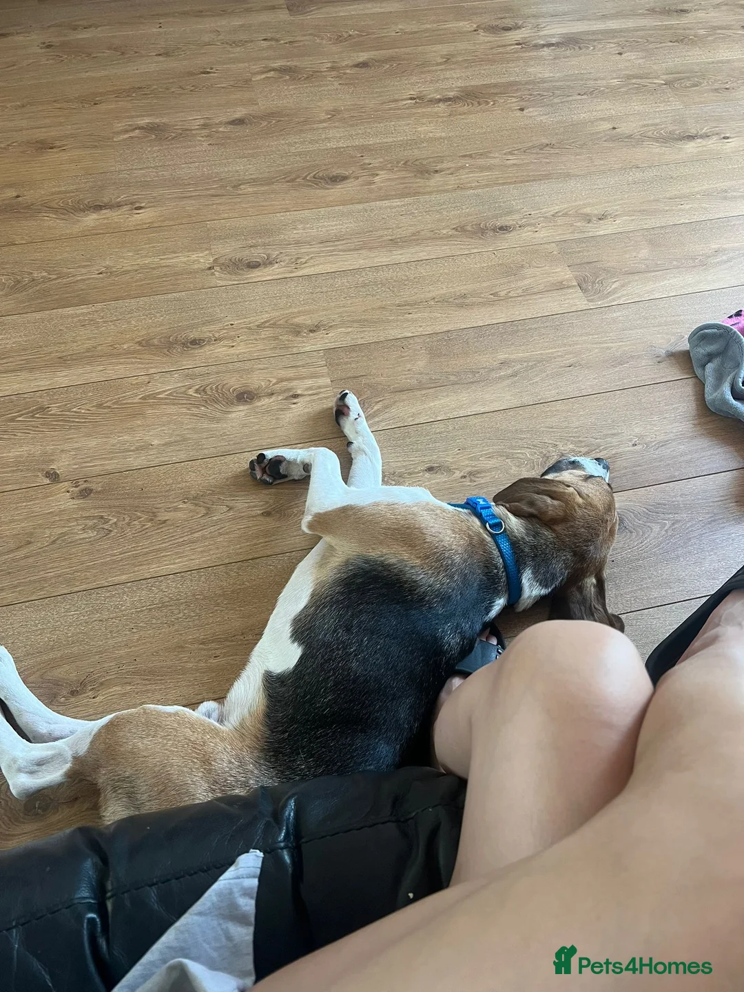 Foxhound dogs for sale: 1 year old male Foxhound - Advert 2