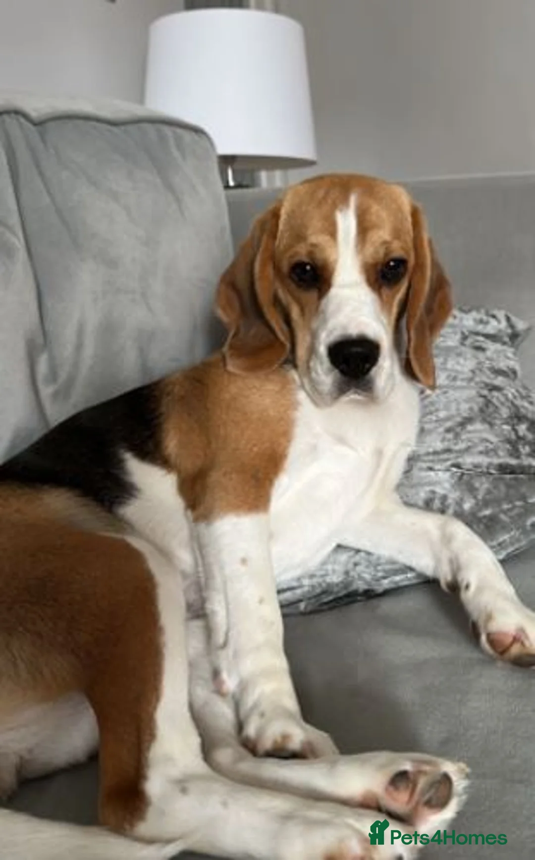 Beagle dogs for sale: Mia 3 year old Bitch - Advert 2