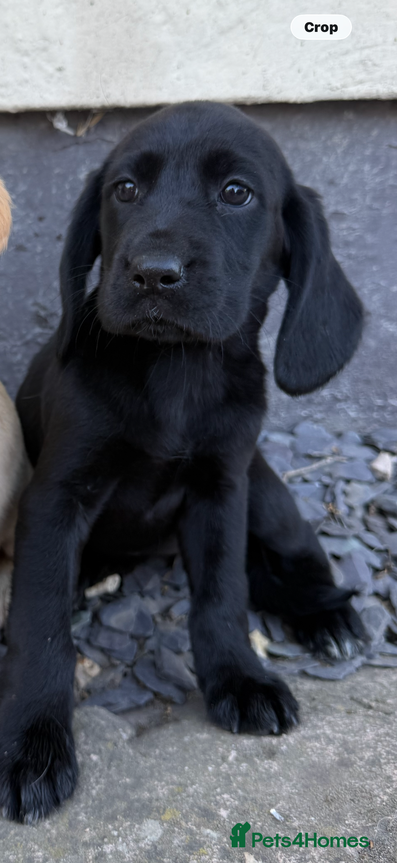 Cockerdor dogs Cockerdor puppies Labrador X Cocker Spaniel  - Advert 2