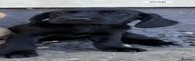 Cockerdor 4 Black 