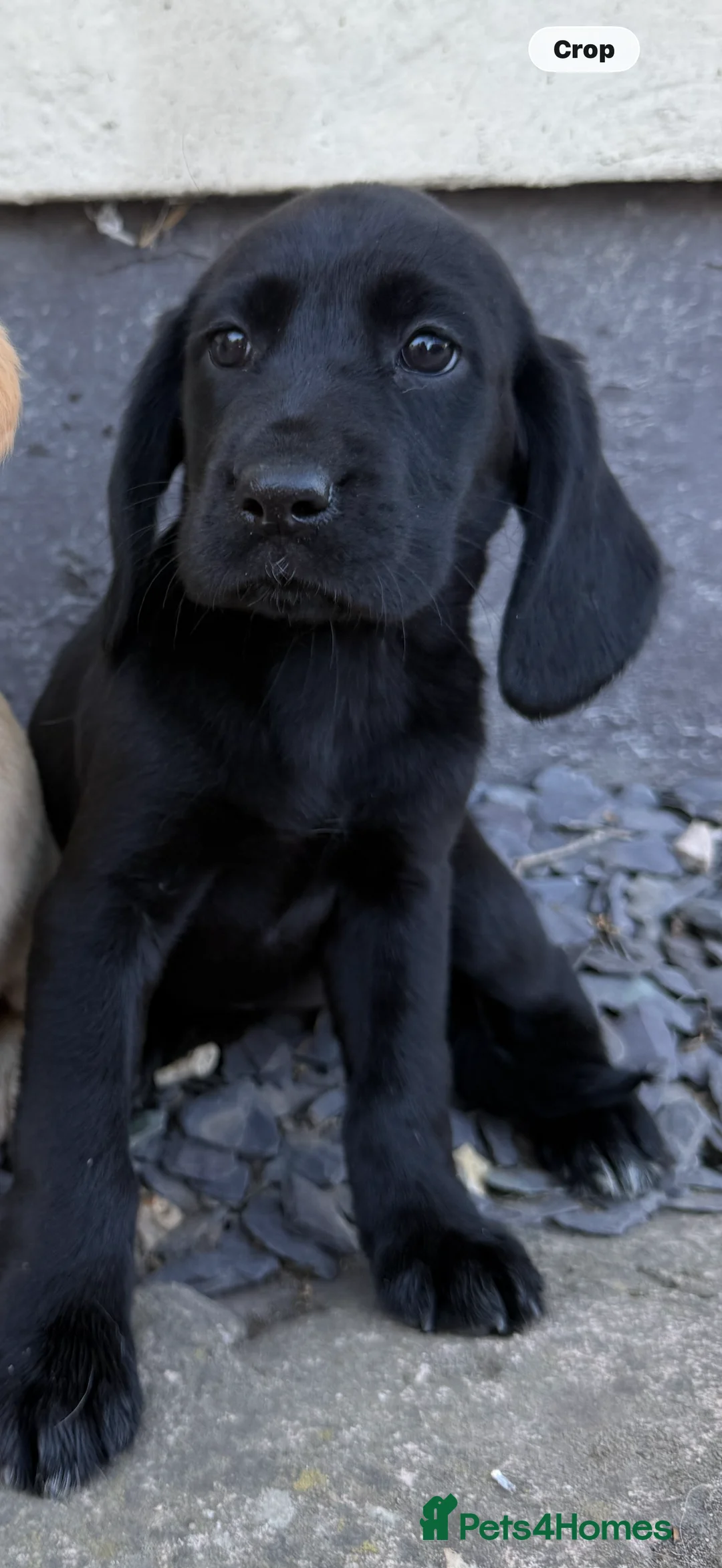 Cockerdor dogs for sale: Cockerdor puppies Labrador X Cocker Spaniel  - Advert 2