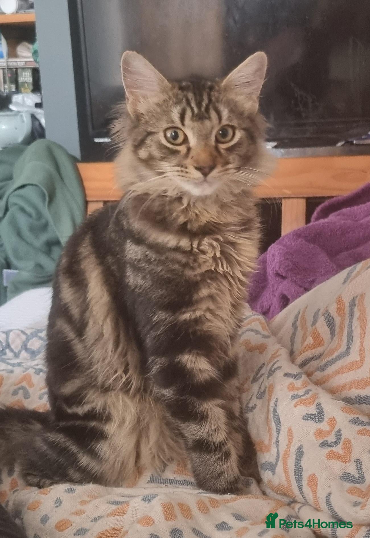 Mixed Breed cats domestic medium haired kitten male  - Advert 3