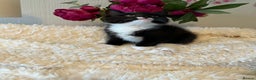 Persian cats for sale: Very fluffy kittens  - Advert 8