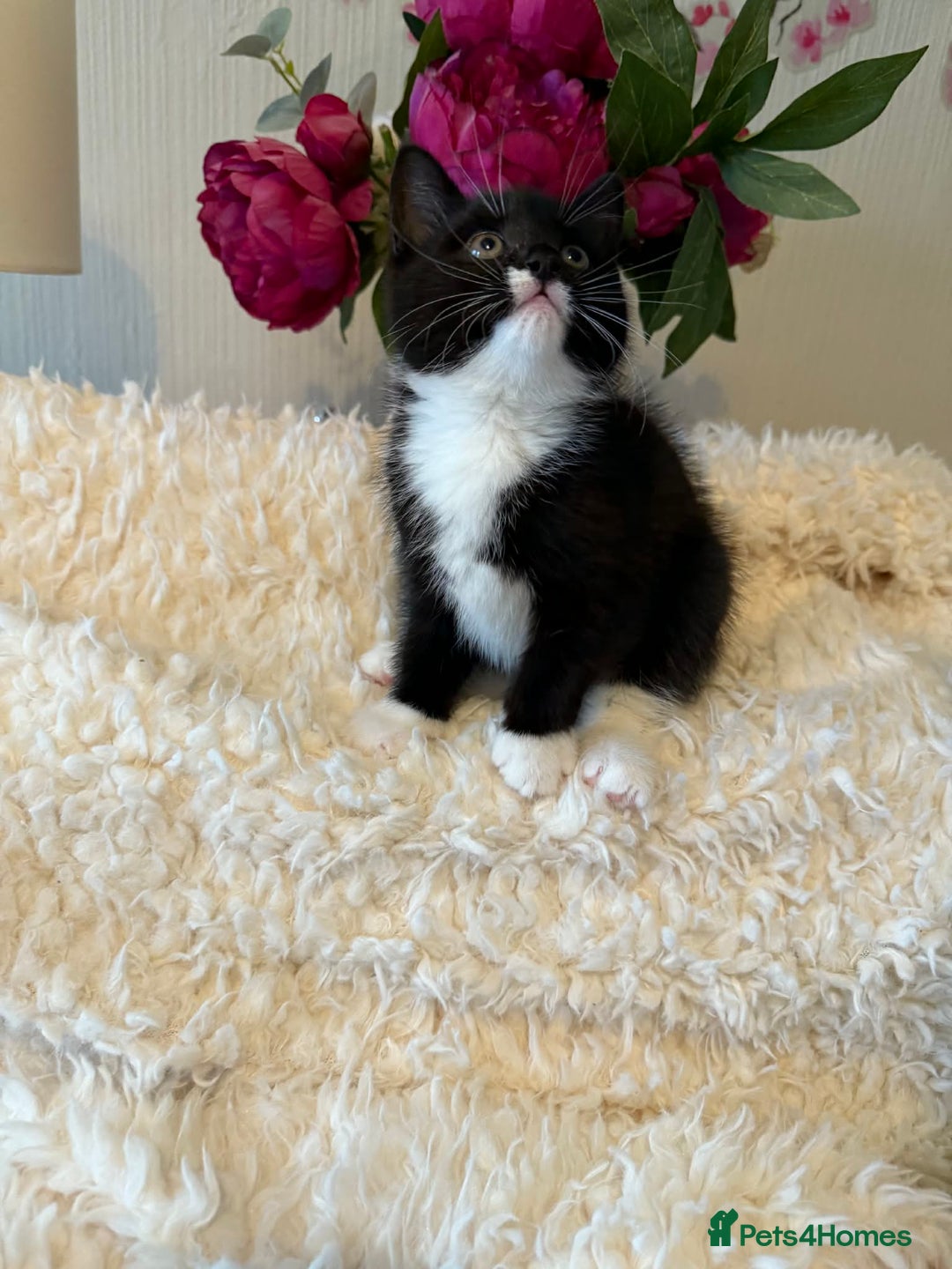 Persian cats for sale: Very fluffy kittens  - Advert 8