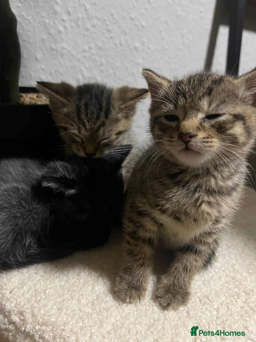 Mixed Breed cats for sale: 4 pretty kittens - Advert 3