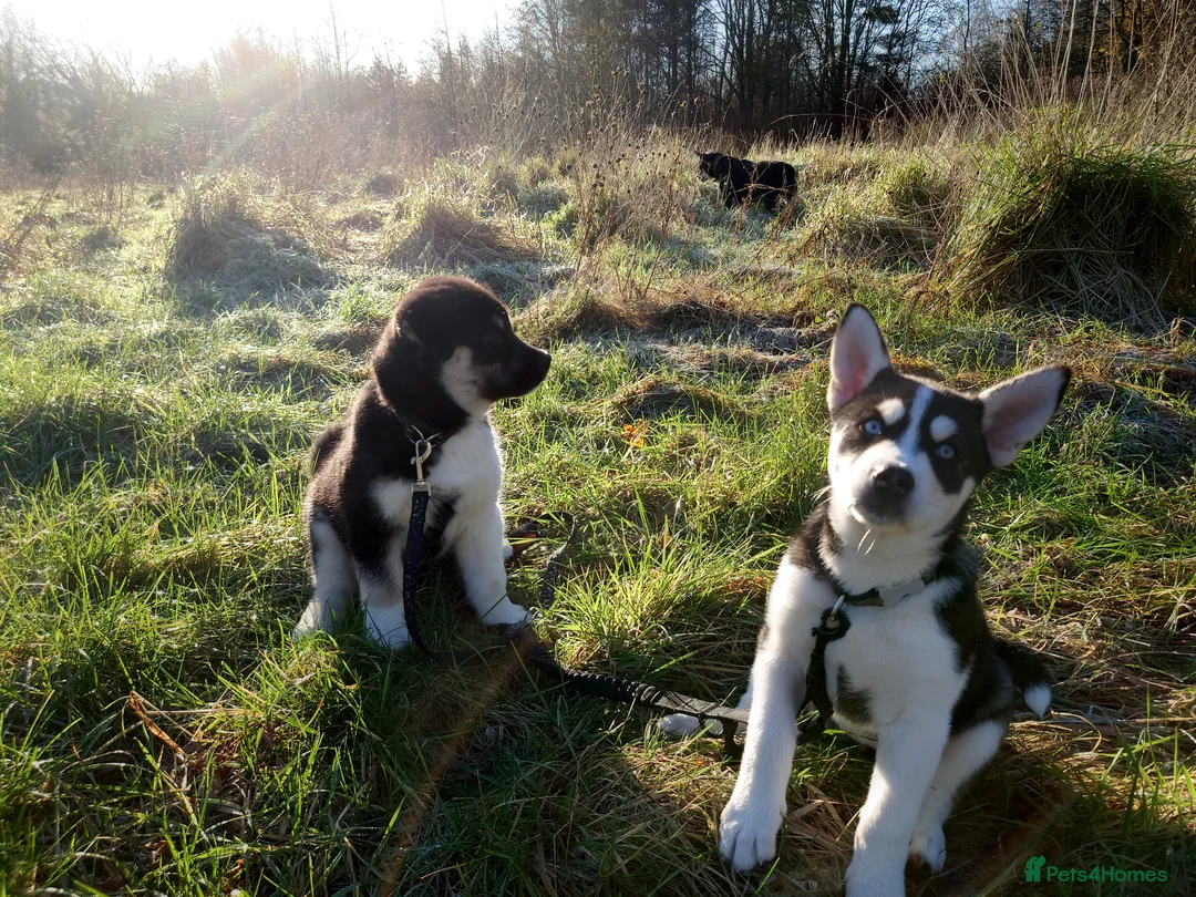 Mixed Breed dogs for sale: Siberian Husky x (Alaskan Malamute x English Bull) - Advert 14
