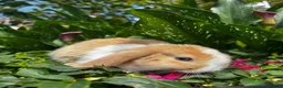 Mixed Breed rabbits for sale: READY NOW 4 girls holland mix  - Advert 3