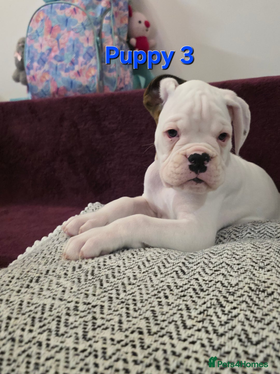 Boxer dogs for sale: KC REGISTERED Puppies-1x Gourgess Puppy available - Image 10