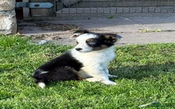Border Collie dogs for sale: 🖤🤍🤎Fabulous Border Collies 🖤🤍🤎 - Image 12