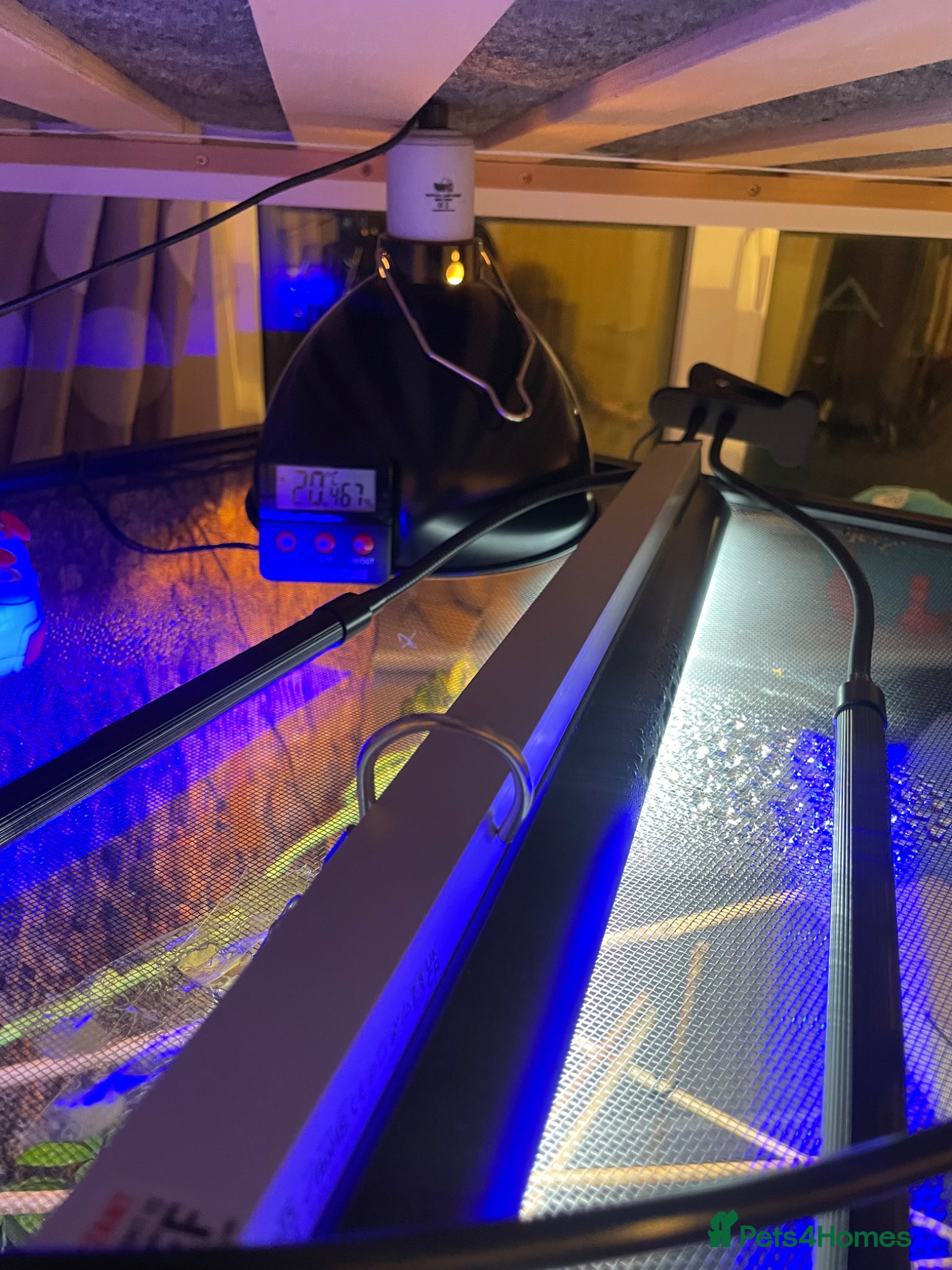 Chameleon reptiles for sale: Zoo Med. Reptibreeze Chameleon Enclosure (NO CHAM) - Advert 5