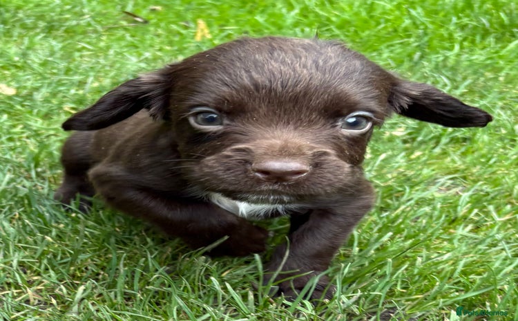 Sprocker dogs - Advert 1