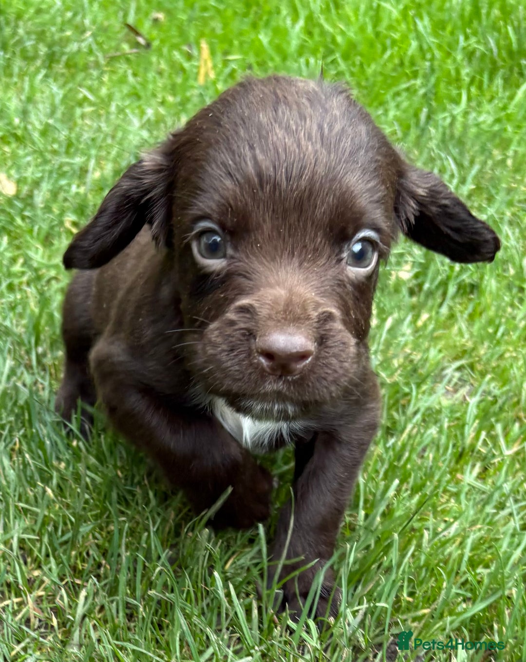 Sprocker dogs for sale: Beautiful Sprocker pups - Image 1