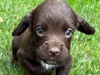 Sprocker dogs - Advert 2