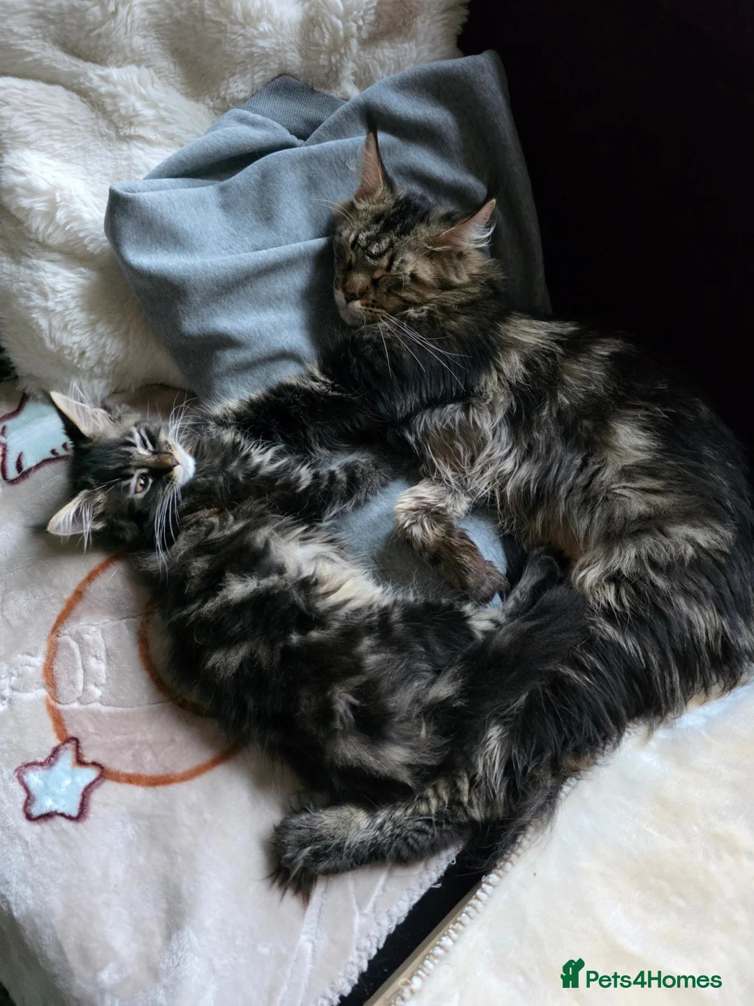 Maine Coon cats for sale: Tested SMA,PK,HCM,boy and girls.Maine Coon Kittens - Advert 1