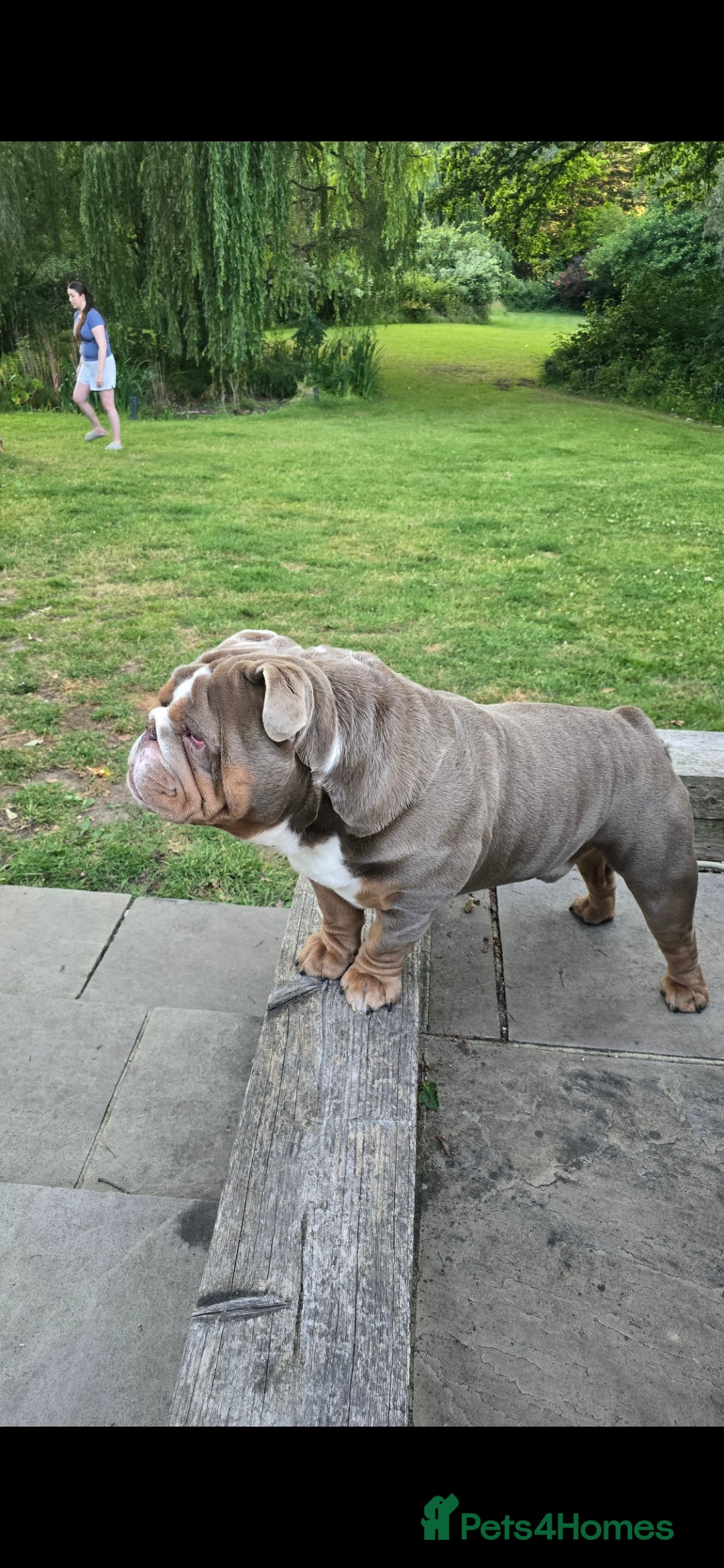 English Bulldog dogs for stud: English Bulldog Stud - Image 10