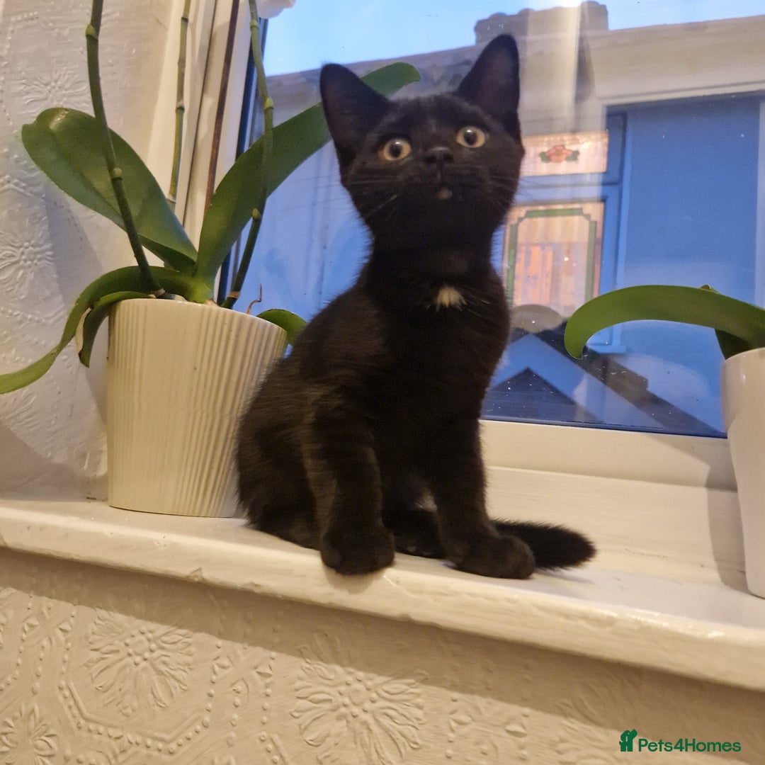 Bombay cats for sale: Friendly bombay for sale - Image 2