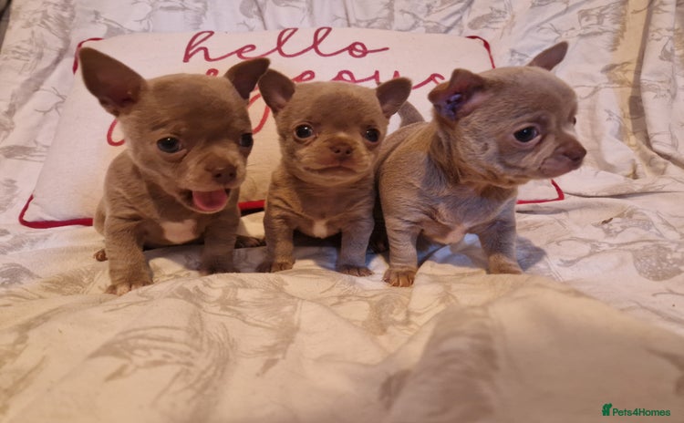 Chihuahua dogs - Advert 8