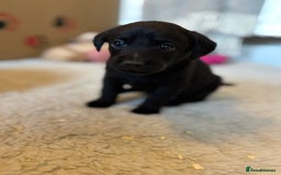 Labrador Retriever dogs for sale: 🐾 Labrador Retriever Puppies for Sale 🐾 - Image 6