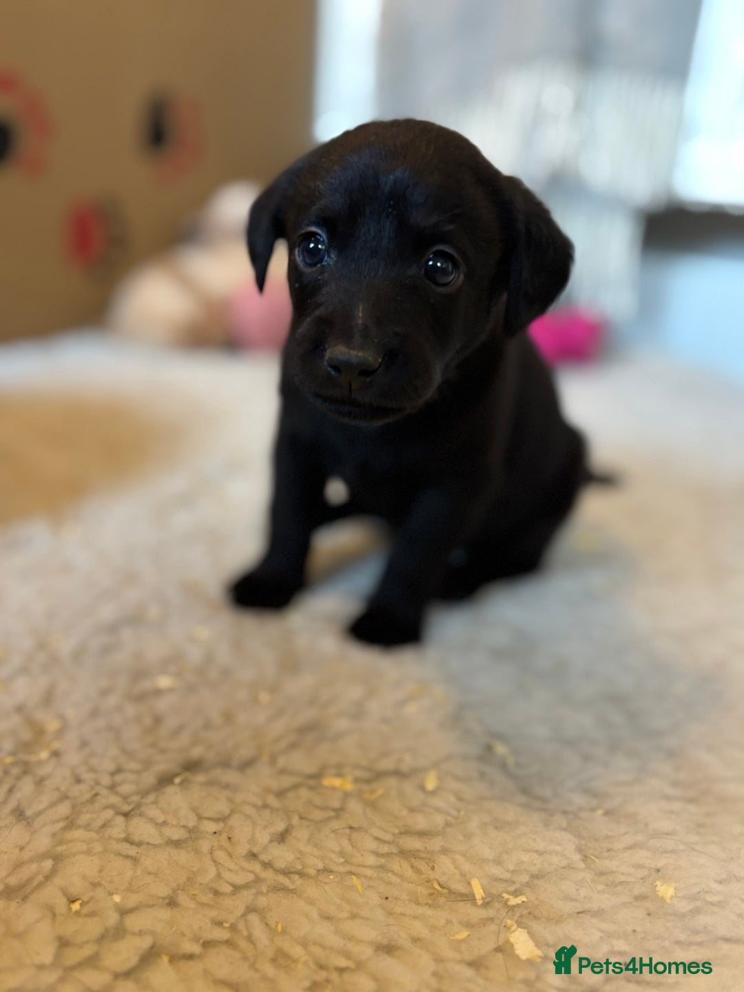 Labrador Retriever dogs for sale: 🐾 Labrador Retriever Puppies for Sale 🐾 - Image 6
