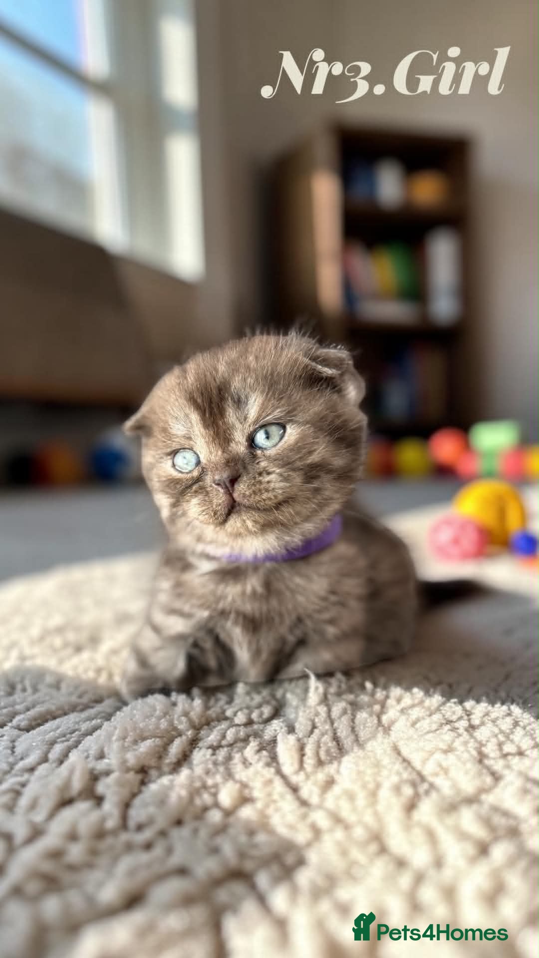 Scottish Fold cats for sale: 6 Pedigree Scottish Fold and Straight Kittens - Advert 31