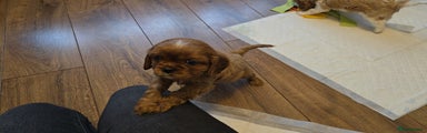 Cavalier King Charles Spaniel Puppy 1