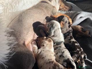 Miniature Dachshund dogs 🐾 5 Mini Dachshunds 4 dappled, 1 choc 🐾 - Advert 1
