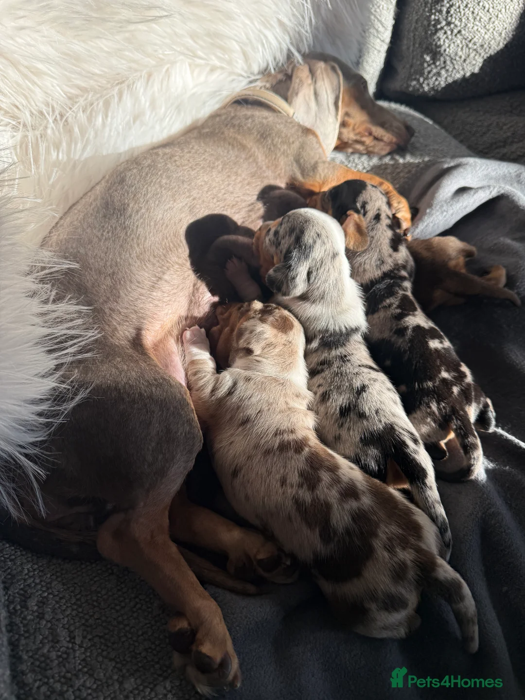 Miniature Dachshund dogs for sale: 🐾 5 Mini Dachshunds 4 dappled, 1 choc 🐾 - Advert 1