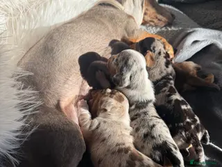 Miniature Dachshund dogs 🐾 5 Mini Dachshunds 4 dappled, 1 choc 🐾 - Advert 4