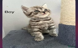 Scottish Fold cats for sale: scottish fold kittens  - Image 30
