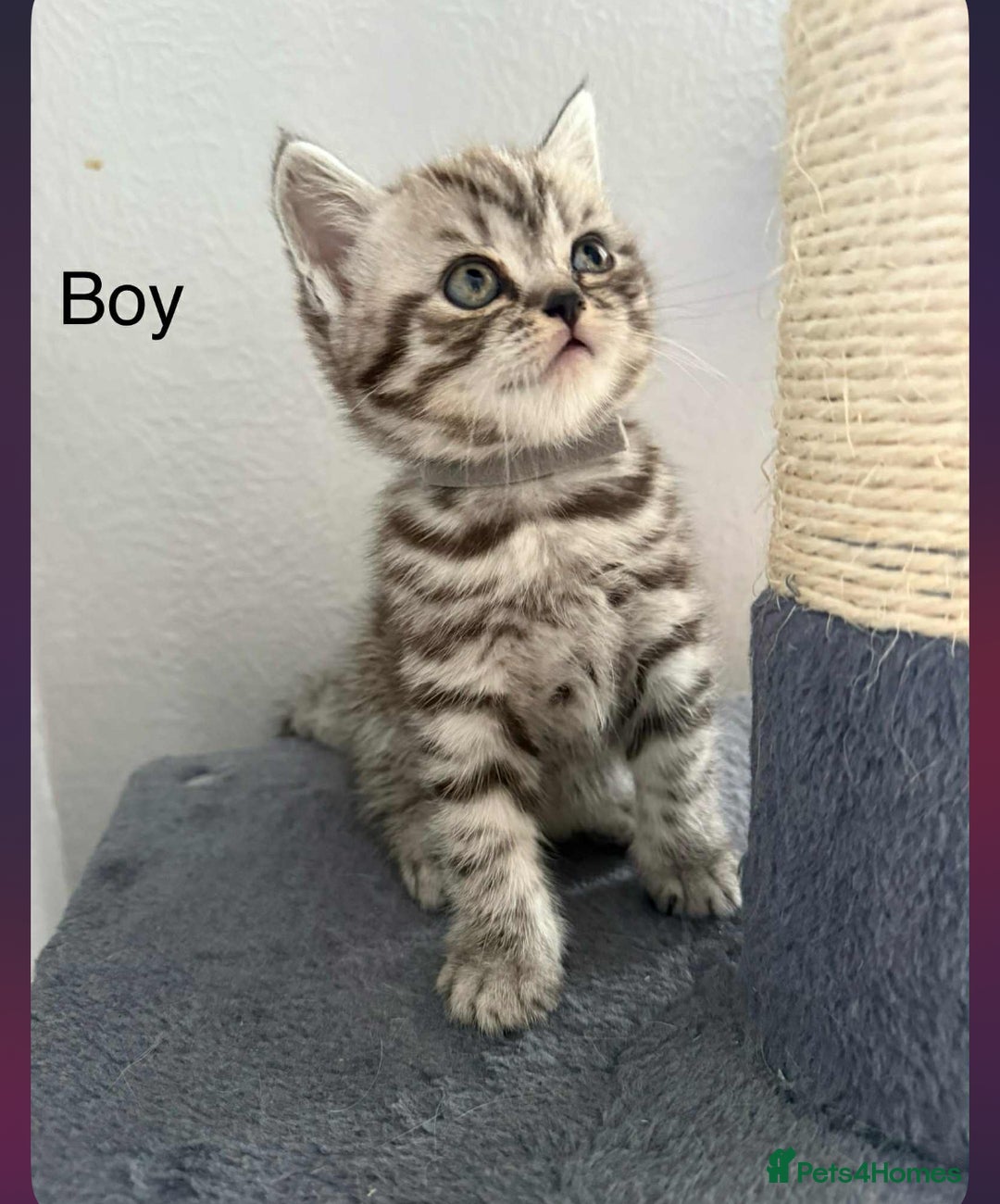 Scottish Fold cats for sale: scottish fold kittens  - Image 30