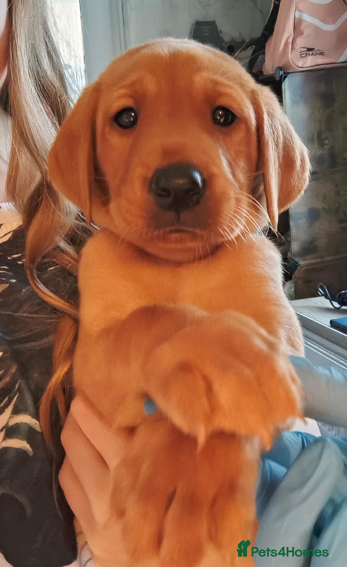 Labrador Retriever dogs for sale:  KC reg FTW Sired working Labrador puppies  - Advert 1