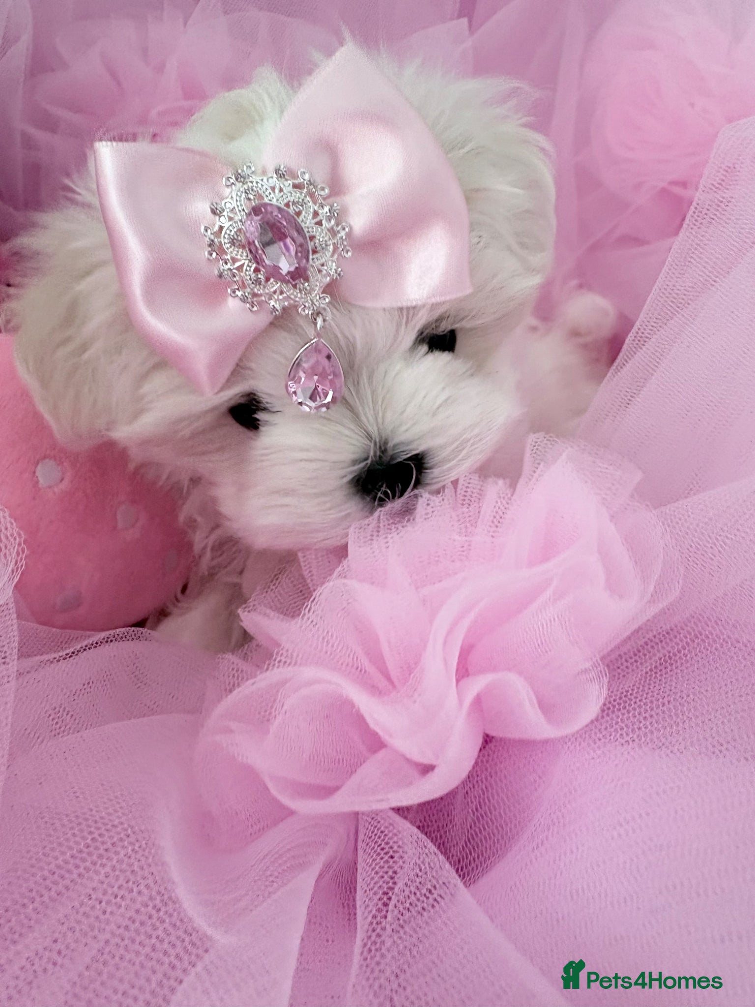 Maltese dogs 💗Gorgeous Korean baby girl 💗 - Advert 1