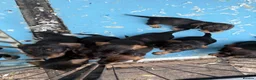 Dachshund dogs for sale: Wired Hair Dachshund Teckle Puppies - Advert 3