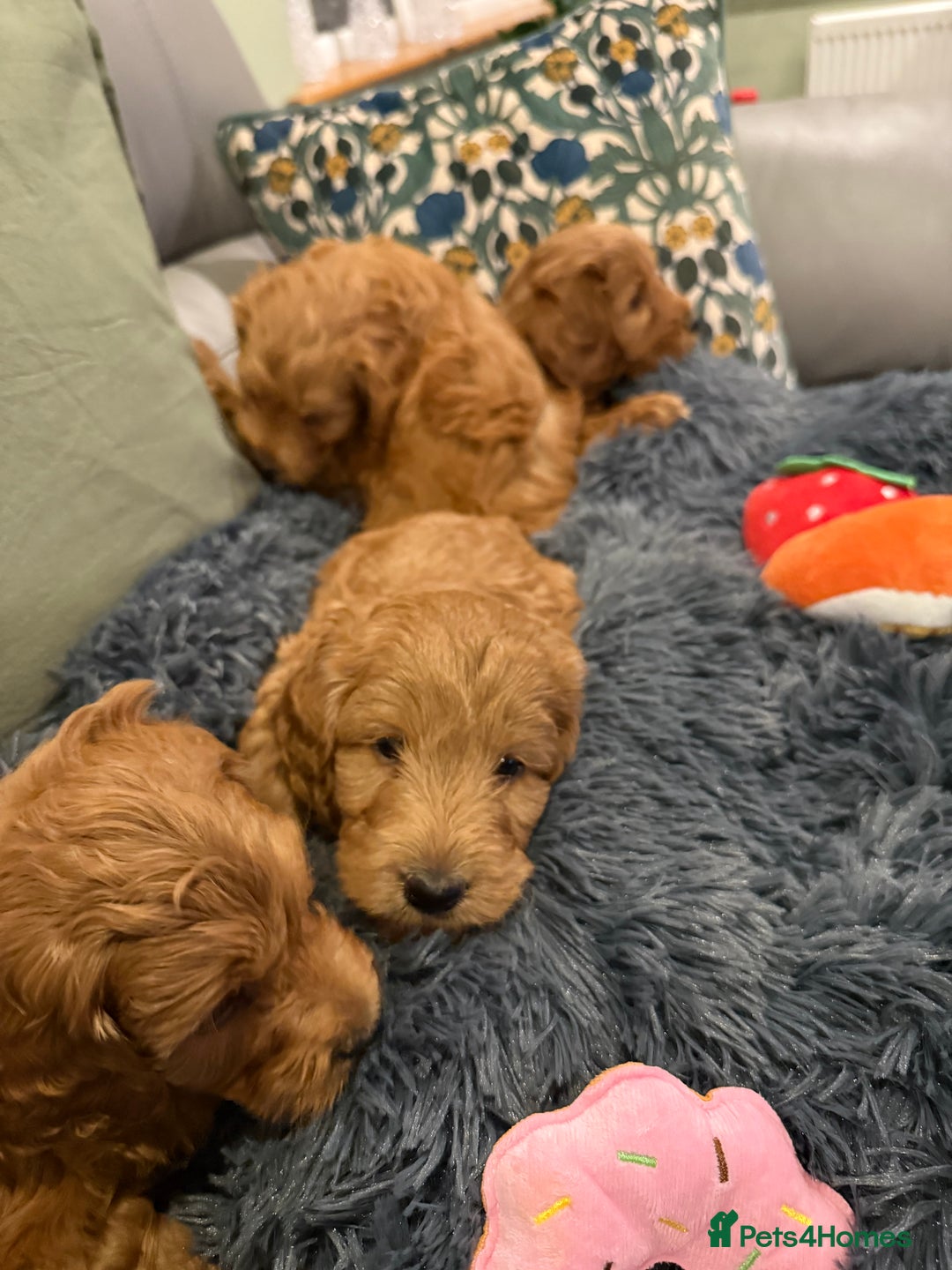 Cockapoo dogs for sale: MINI F1b COCKAPOO Puppies - Advert 12
