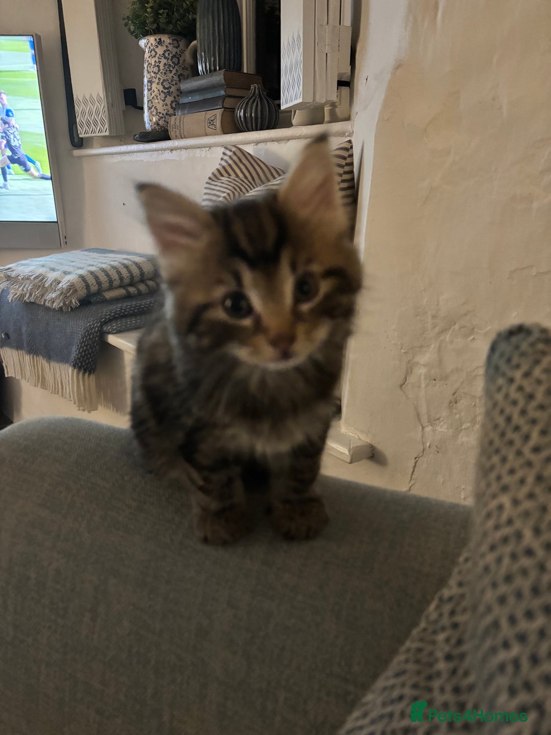 Domestic Shorthair cats for sale: Adorable Kittens - 4 available. Grey & Tabby - Image 13
