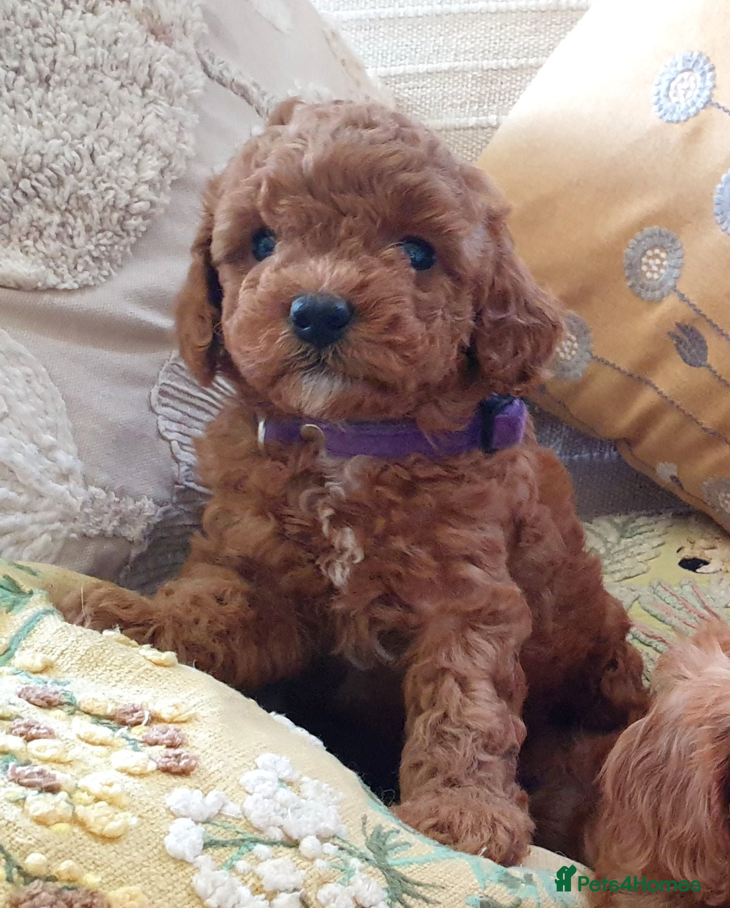 Mixed Breed dogs F1bb Cotonoodle, health tested parents red/apricot - Advert 2
