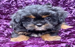 Shih Tzu dogs for sale: 🌟OUTSTANDING MALSHIPOO LITTER🌟Ready from 4/10/25 - Image 13
