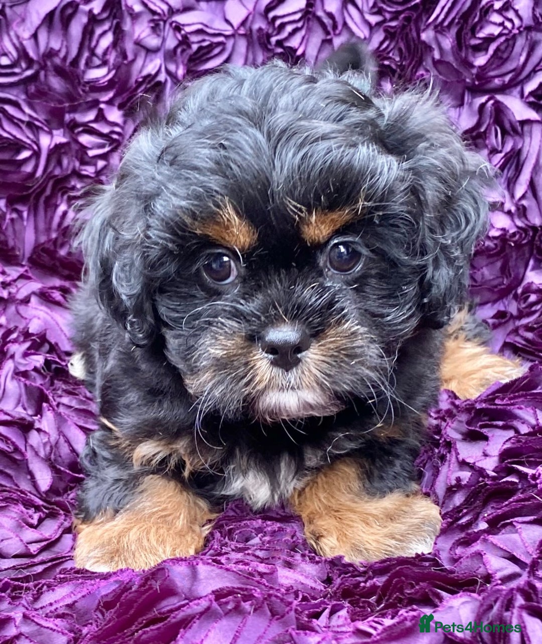 Shih Tzu dogs for sale: 🌟OUTSTANDING MALSHIPOO LITTER🌟Ready from 4/10/25 - Image 13