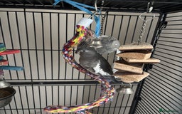 Cockatiels birds for sale: Female cockateel and cage  - Image 1